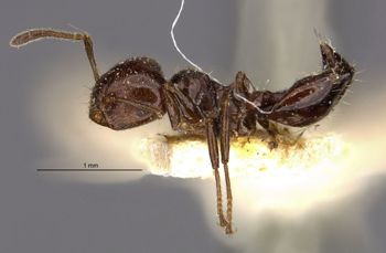 Media type: image;   Entomology 25521 Aspect: habitus lateral view